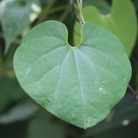 Aristolochia ringens Vahl